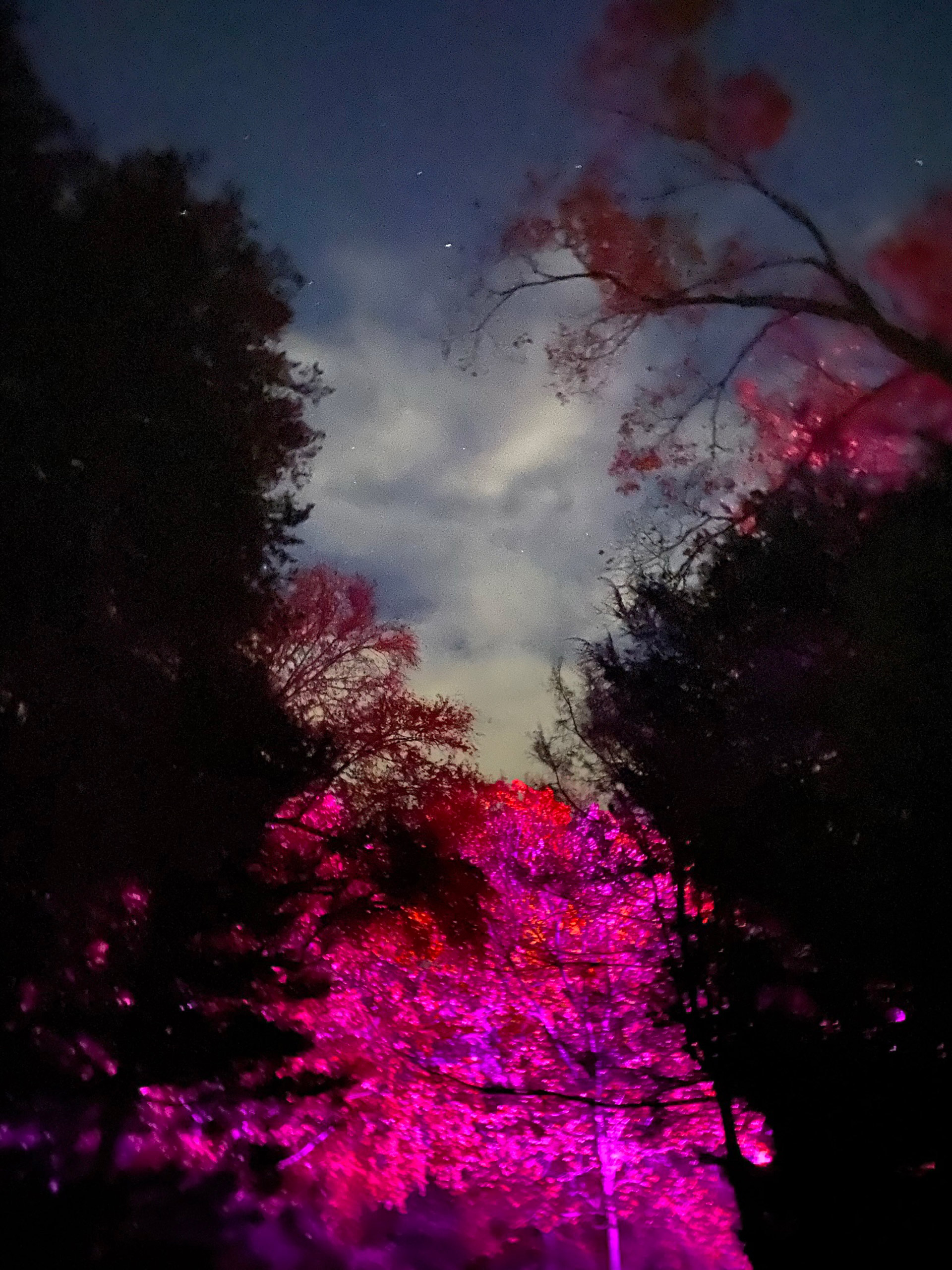 Colorful photo of trees at night