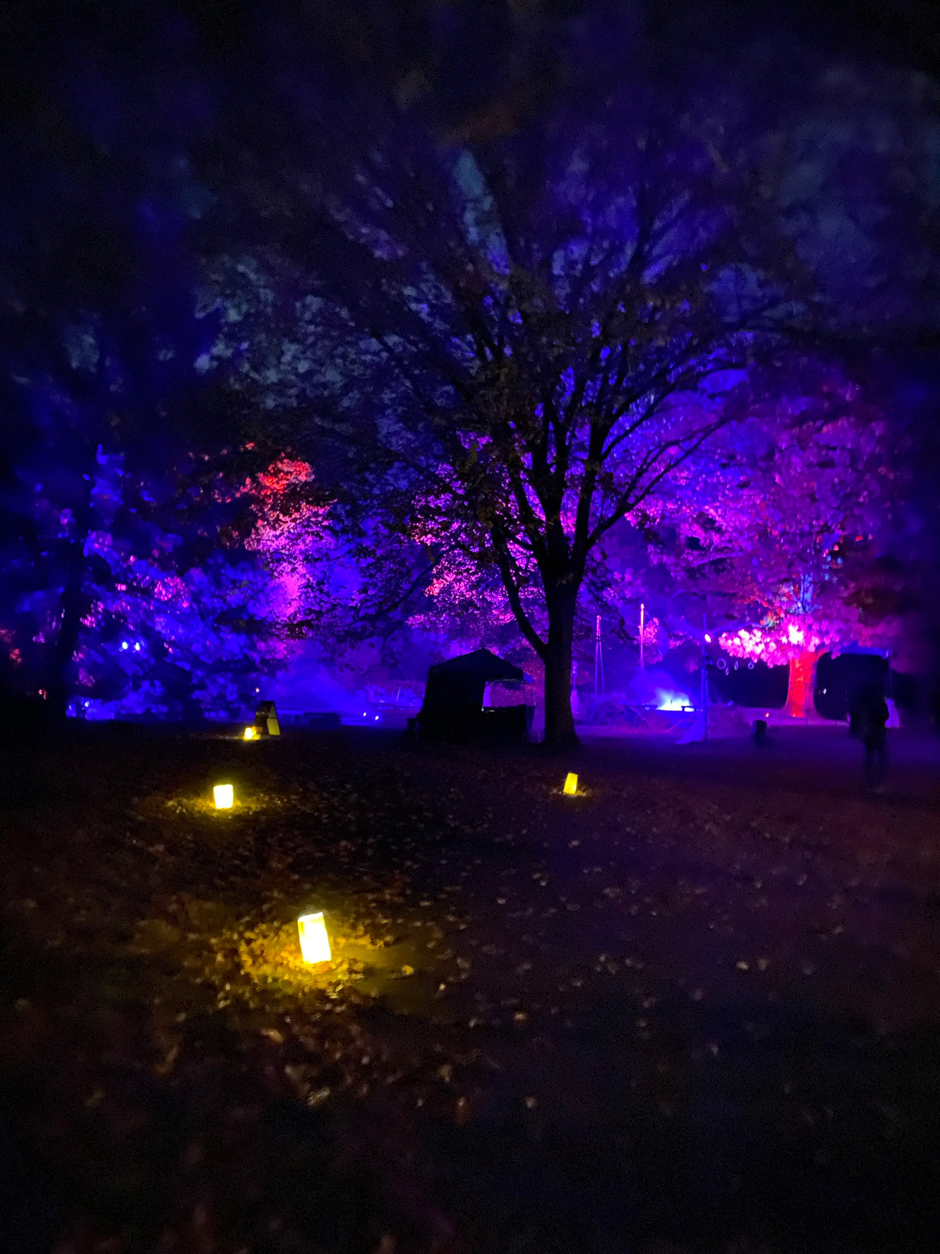 colorful night-time view of trees