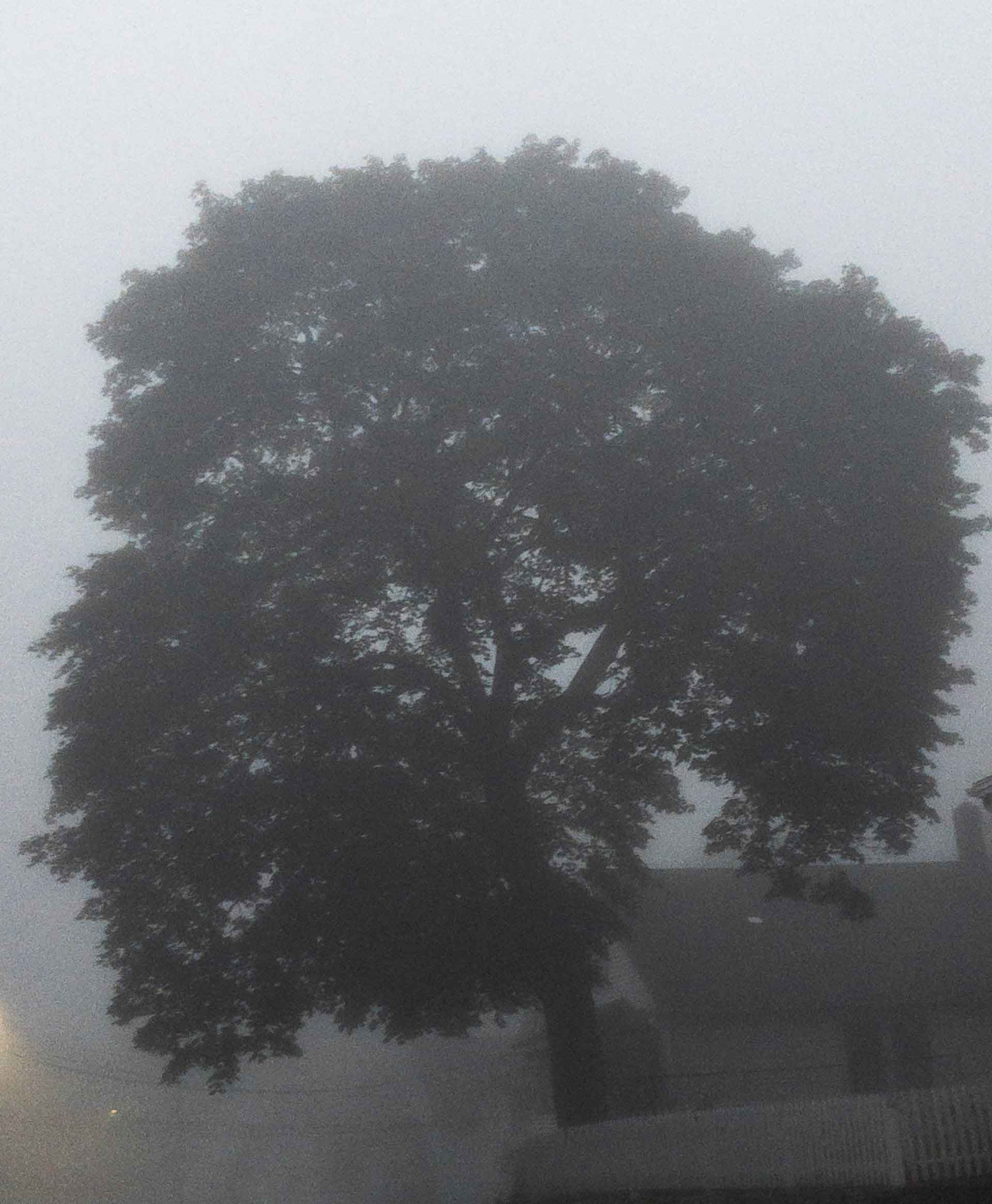 photo of a large tree