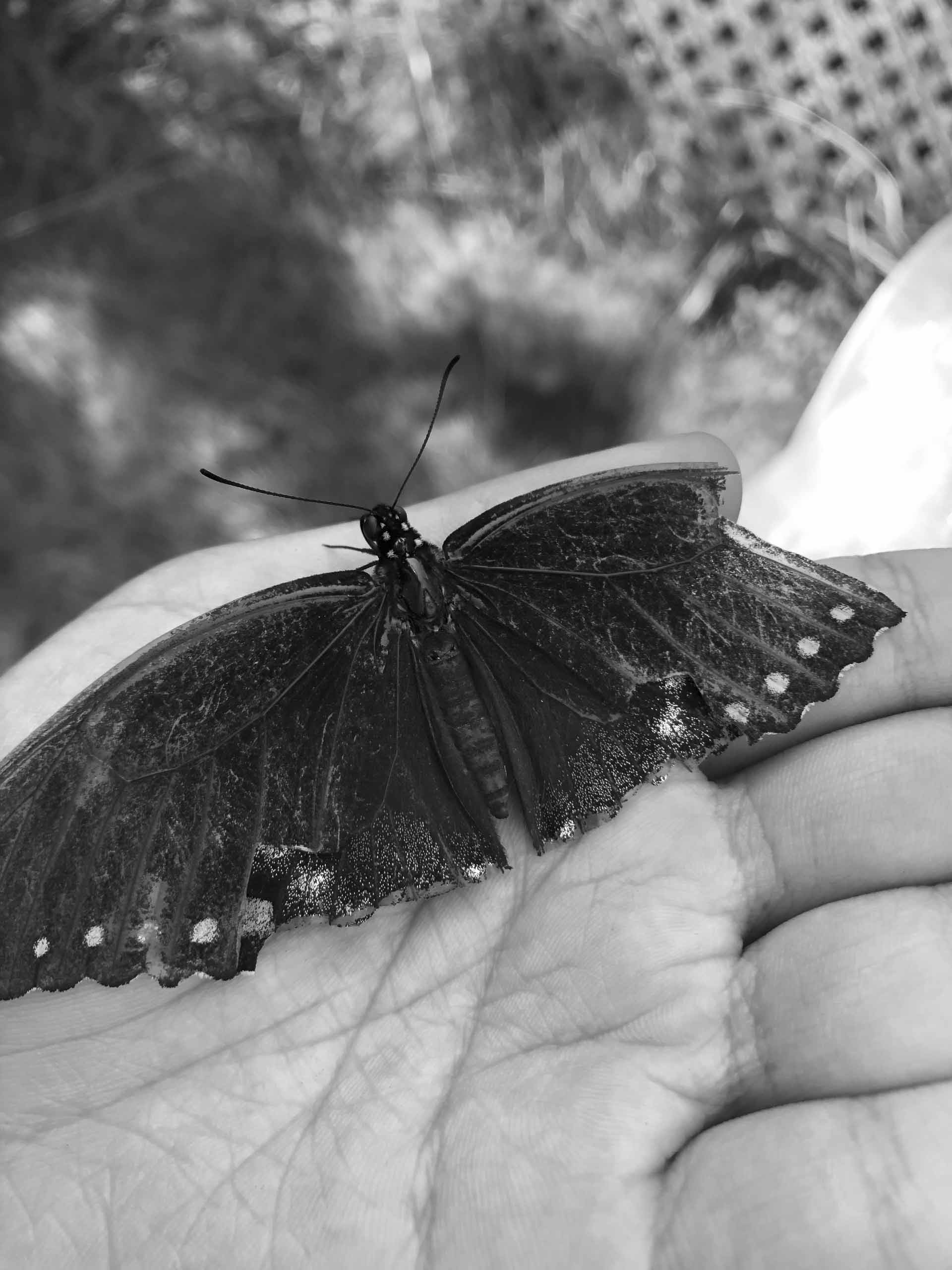 photo of a hand close up with a butterfly 