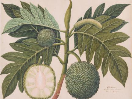 Artist once known, "Breadfruit Plant (Artocarpus altilis)" (detail), ca. 1800, watercolor, gouache, and graphite on medium, slightly textured, cream laid paper, Yale Center for British Art, Paul Mellon Fund