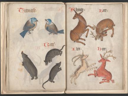 Helmingham herbal and bestiary (detail), circa 1500, folios 16v-17r, Yale Center for British Art, Paul Mellon Collection